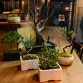 植物カフェ&居酒屋盆の雰囲気1