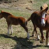 ≪日本一の馬肉≫熊本・阿蘇の千興ファーム産の馬肉　日本で唯一となる飼育から精肉まで一貫して徹底管理された生肉生産ラインを持つため、国内屈指の鮮度を誇る。だから、「にく久」は馬刺が抜群に美味しい！