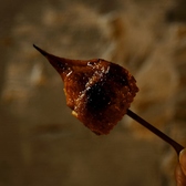 焼鳥 始祖鳥 伏見のおすすめ料理2