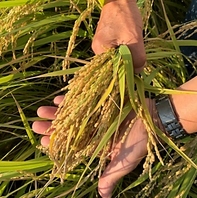 会津産こしひかり　有機米使用