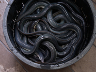 毎朝、活鰻をさばきます！