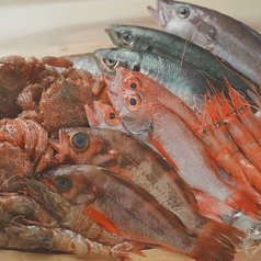 花より魚の写真