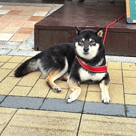 可愛いお出迎え！黒柴の看板犬うみちゃんがいるカフェ