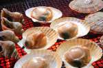 【炉端焼き　ホタテ】　北海道の尾岱沼（おだいとう）産！天然物！ 繊維（せんい）が全然違います！