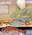 当店に設置の生簀では、鮮度抜群のままでお魚を頂けます。北九州中央魚市場から直送された活きのいい魚介をその場で捌きます！