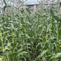 地元農家さんの新鮮野菜を使用