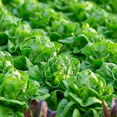 焼肉 タベタ東加賀屋店の特集写真