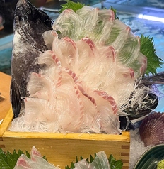 活石鯛