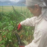 野菜は自家農園で採れた新鮮な野菜を使用★安心・安全な自家農園で採れた新鮮な野菜を使用しています。その時期の新鮮で美味しい野菜をお届けいたします。