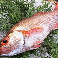 妥協なき九州近海の鮮魚選定