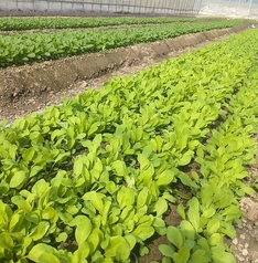 門積農園さんから仕入れた無農薬野菜をサラダに使用