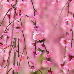 わしょく亭 秀瑠のコース写真