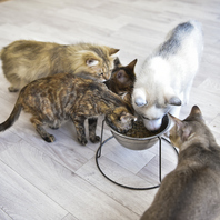 猫との距離が近い心なごむ空間