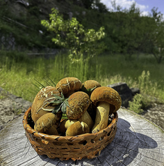 日本料理 きん魚のコース写真