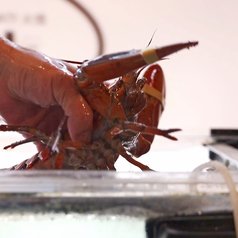 生け簀で鮮度を管理した新鮮な魚介