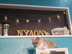 猫カフェ NYAON