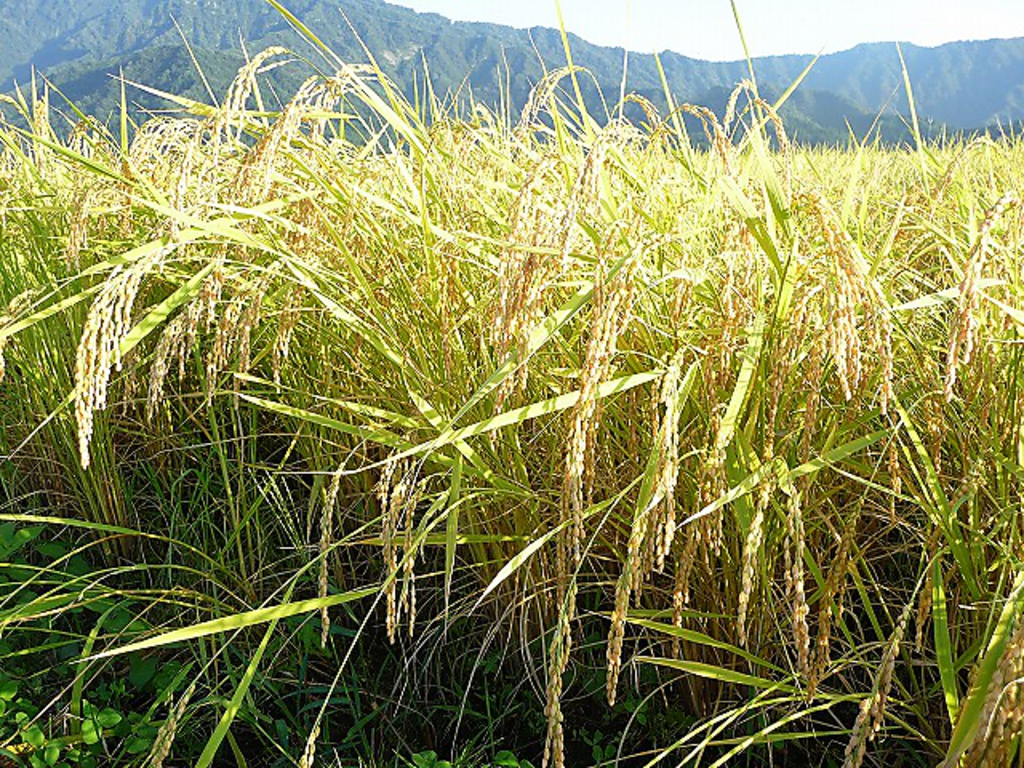 新潟県産「コシヒカリ」使用。焼肉と一番合う炊き方でご提供