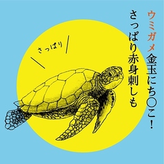 ウミガメ