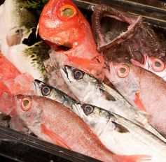 福岡ではなかなかお目にかかれない高級魚もございます