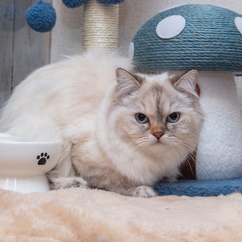 猫ダイニングA caT エーキャット(八女/居酒屋)＜ネット予約可