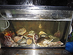 水槽から取り出したばかりの新鮮な魚介を堪能できます