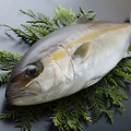 料理メニュー写真 季節のブランド魚を赤字大特価でご提供。今時期は『大分県産・ヒラマサ』お刺身