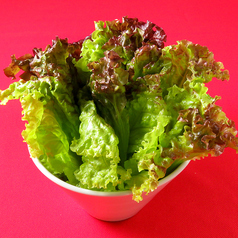 チシャ（巻き野菜）