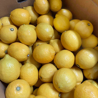 生搾りレモンサワーも、広島県より産地直送