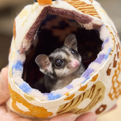 小動物カフェ ROCK STAR なんばパークス前店の特集写真