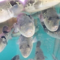 神ふぐ亭のおすすめ料理1