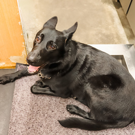 看板犬コタと一緒にペット店内OK