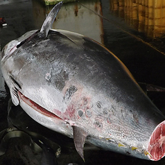 《函館》戸井マグロの赤身