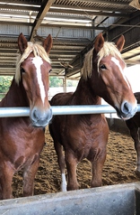 熊本直送馬肉