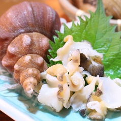 活つぶ貝・鮮度バッグン水槽で元気に活きています。[Whelk]