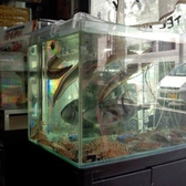 店内の生簀から、活きのいい魚を注文ごとに捌くから鮮度は格別。ぷりぷりとした食感と凝縮された旨みは、他では味わえません。まるで海の中にいるかのような臨場感とともに、本物の味をご堪能いただけます。