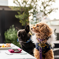 テラス席の一部はペット同伴も可能です