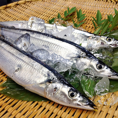 《釧路・網走・根室》北海道のさんま