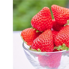 フレッシュいちご単品（10ー15個）