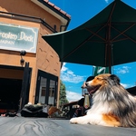 人気なテラス席はペット同伴OK！