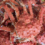 産地直送！！活タラバガニを店内で茹でてご提供！！少し訳ありだから＋880円で食べ放題に追加！！