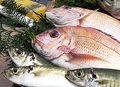料理メニュー写真 ～兵庫県明石浦漁港の鮮魚～