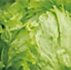 レタス