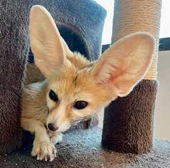 ふれあいカフェ MOFiiNA モフィーナ の雰囲気1