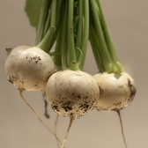 麻布十番 一織のおすすめ料理3