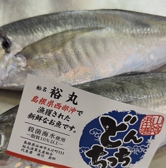 トロあじ(どんちっち鯵)