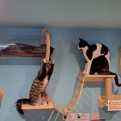 猫カフェ 猫伝説の町 Cat Cafe Meow Legendの写真