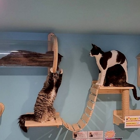 猫カフェですが、守り犬柴犬がいます！