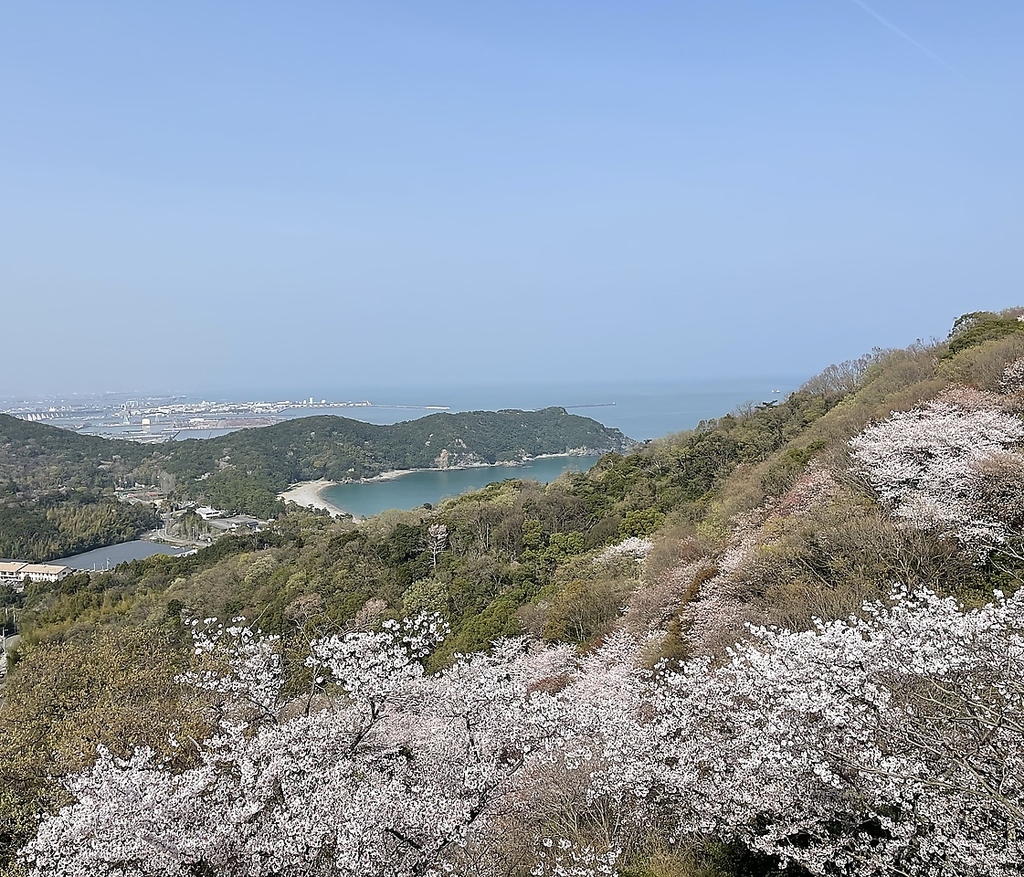４月の小松島リゾートは桜がお楽しみいただけます♪是非お越しくださいませ☆