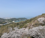 ４月の小松島リゾートは桜がお楽しみいただけます♪是非お越しくださいませ☆