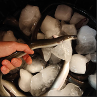 店内の生簀から揚げた鮮度抜群のお魚を提供します。